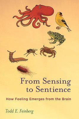 From Sensing to Sentience 1