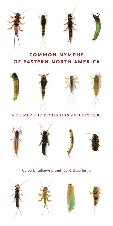 bokomslag Common Nymphs of Eastern North America