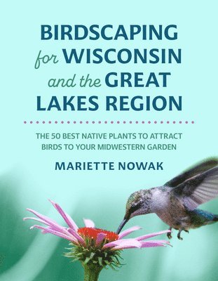 bokomslag Birdscaping for Wisconsin and the Great Lakes Region: The 50 Best Native Plants to Attract Birds to Your Midwestern Garden