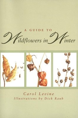 bokomslag A Guide to Wildflowers in Winter: Herbaceous Plants of Northeastern North America