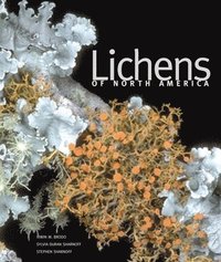 bokomslag Lichens of North America