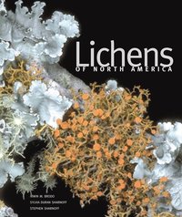 bokomslag Lichens of North America