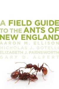 bokomslag A Field Guide to the Ants of New England