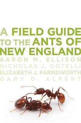 bokomslag A Field Guide to the Ants of New England