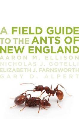 A Field Guide to the Ants of New England