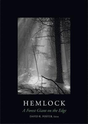 Hemlock 1