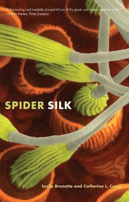 Spider Silk 1