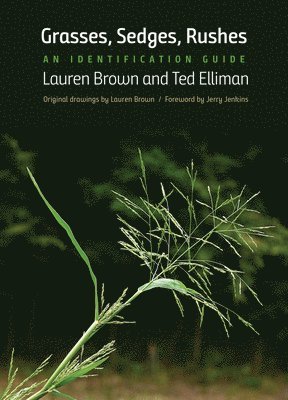 Grasses, Sedges, Rushes