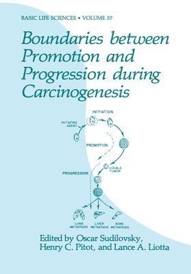 Boundaries Between Promotion and Progression During Carcinogenesis