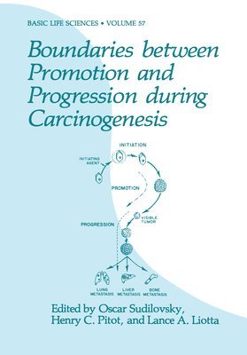 Boundaries between Promotion and Progression during Carcinogenesis 1