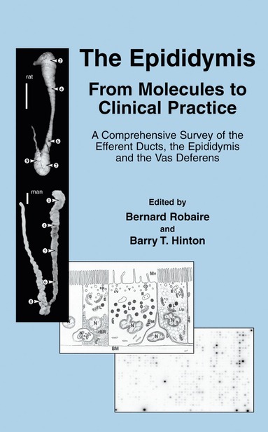 bokomslag Epididymis: From Molecules to Clinical Practice