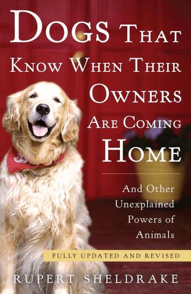 Rupert Sheldrake - Dogs That Know When Their Owners Are Coming Home: And Other Unexplained Powers of Animals, Häftad