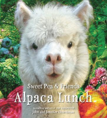 Alpaca Lunch 1