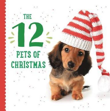 bokomslag Twelve Pets of Christmas