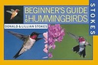 bokomslag Stokes Beginner's Guide To Hummingbirds