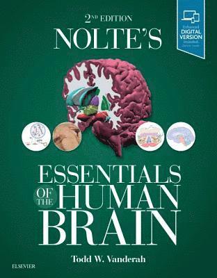 bokomslag Nolte's Essentials of the Human Brain