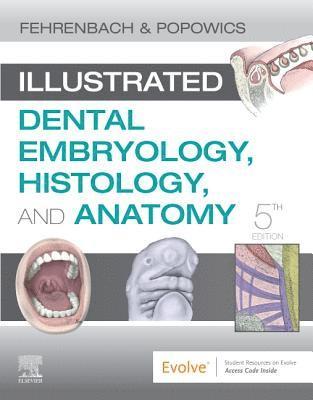 bokomslag Illustrated Dental Embryology, Histology, and Anatomy