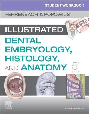 bokomslag Student Workbook for Illustrated Dental Embryology, Histology and Anatomy