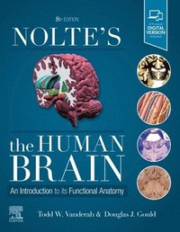 bokomslag Nolte's The Human Brain