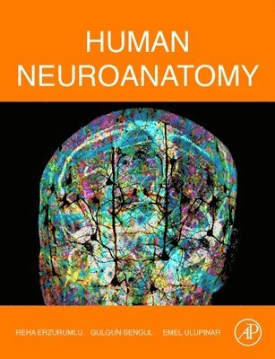 Human Neuroanatomy 1