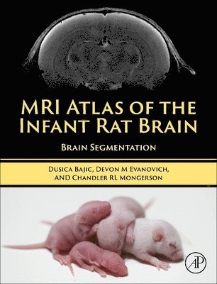 bokomslag MRI Atlas of the Infant Rat Brain