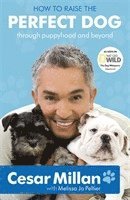 Cesar Millan - How to Raise the Perfect Dog, Häftad