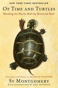 bokomslag Of Time and Turtles