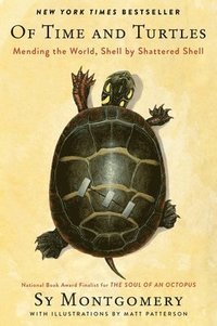 bokomslag Of Time And Turtles