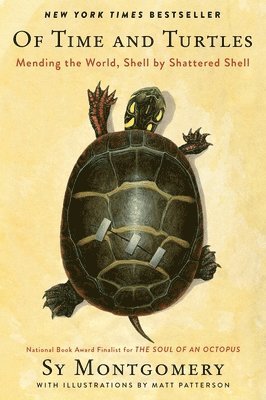 bokomslag Of Time And Turtles