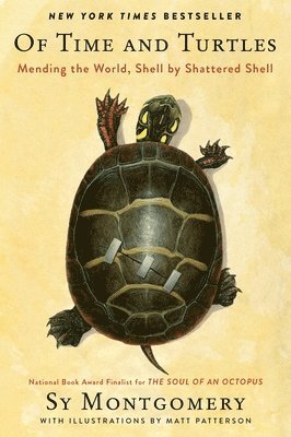 bokomslag Of Time and Turtles