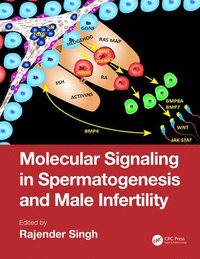 bokomslag Molecular Signaling in Spermatogenesis and Male Infertility