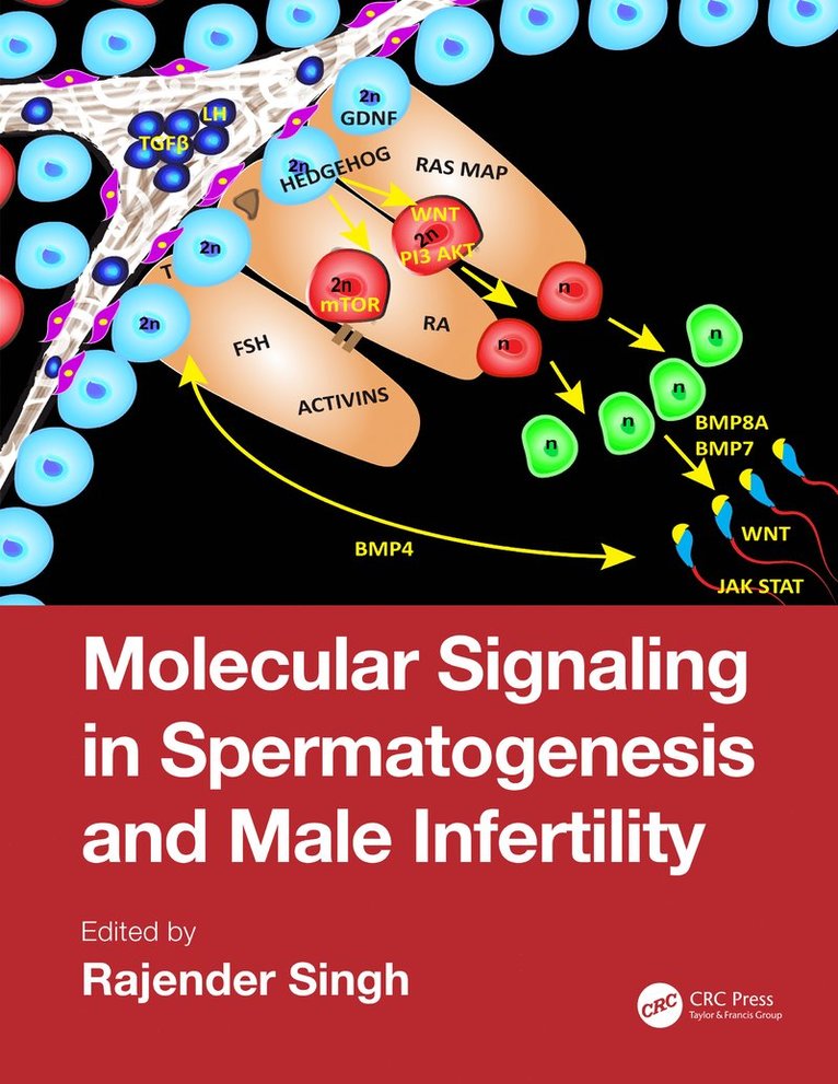 Molecular Signaling in Spermatogenesis and Male Infertility 1