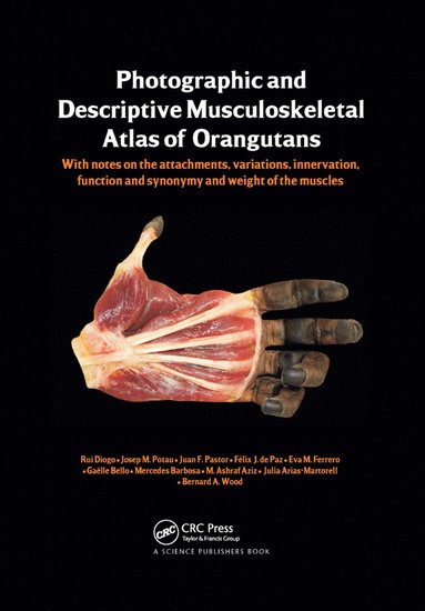 bokomslag Photographic and Descriptive Musculoskeletal Atlas of Orangutans