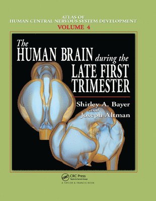 The Human Brain During the Late First Trimester 1