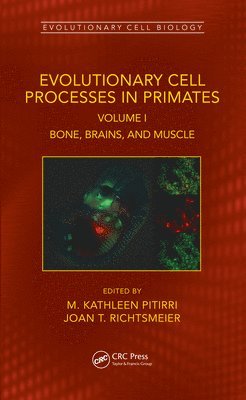 Evolutionary Cell Processes in Primates