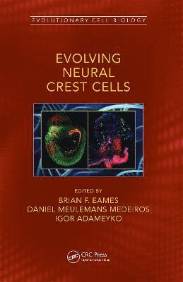 bokomslag Evolving Neural Crest Cells