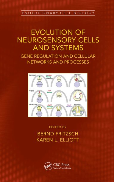 Bernd Fritzsch, Karen Elliott - Evolution of Neurosensory Cells and Systems, Häftad