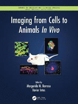 bokomslag Imaging from Cells to Animals In Vivo