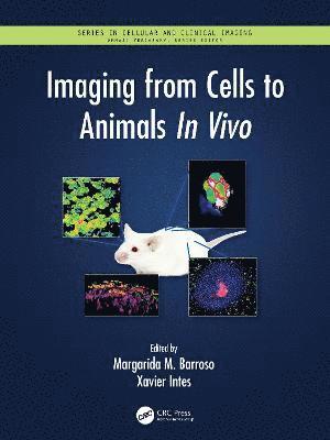 Margarida Barroso, Xavier Intes - Imaging from Cells to Animals In Vivo, Häftad