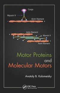 bokomslag Motor Proteins and Molecular Motors