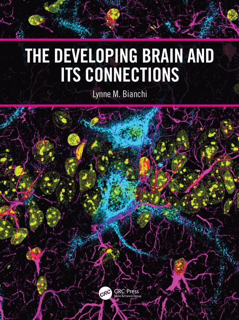 Developing Brain and its Connections