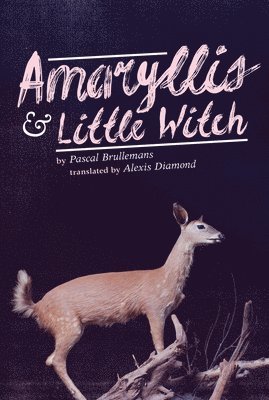 bokomslag Amaryllis & Little Witch