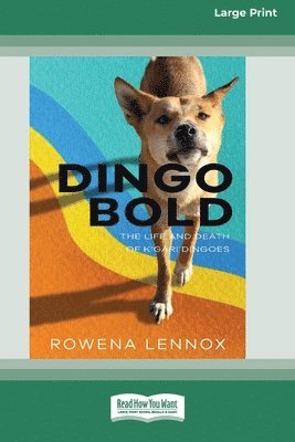 Dingo Bold 1