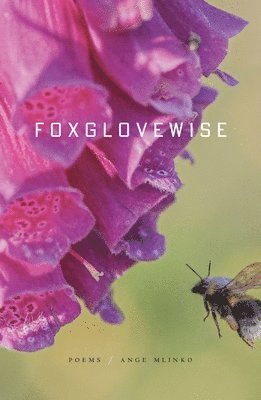 Ange Mlinko - Foxglovewise: Poems, Inbunden