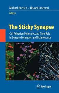 bokomslag The Sticky Synapse
