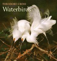 bokomslag Waterbirds