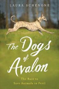 bokomslag The Dogs of Avalon