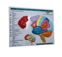 bokomslag Brain Model & Puzzle - Anatomy and Functional Areas of the Brain