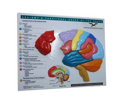 Brain Model & Puzzle - Anatomy and Functional Areas of the Brain 1