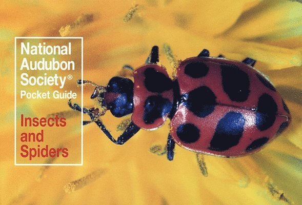 National Audubon Society Pocket Guide: Insects and Spiders 1